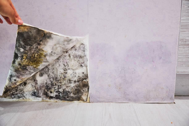 Professional Mold Removal in Lake Delta, NY